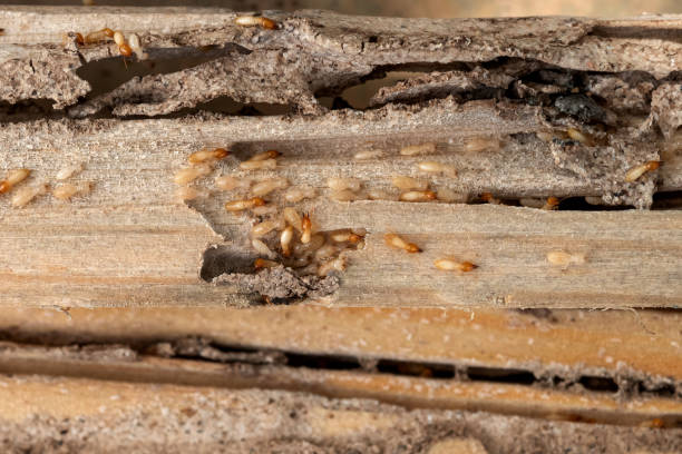 Best Wasp Removal Services  in Hercules, CA